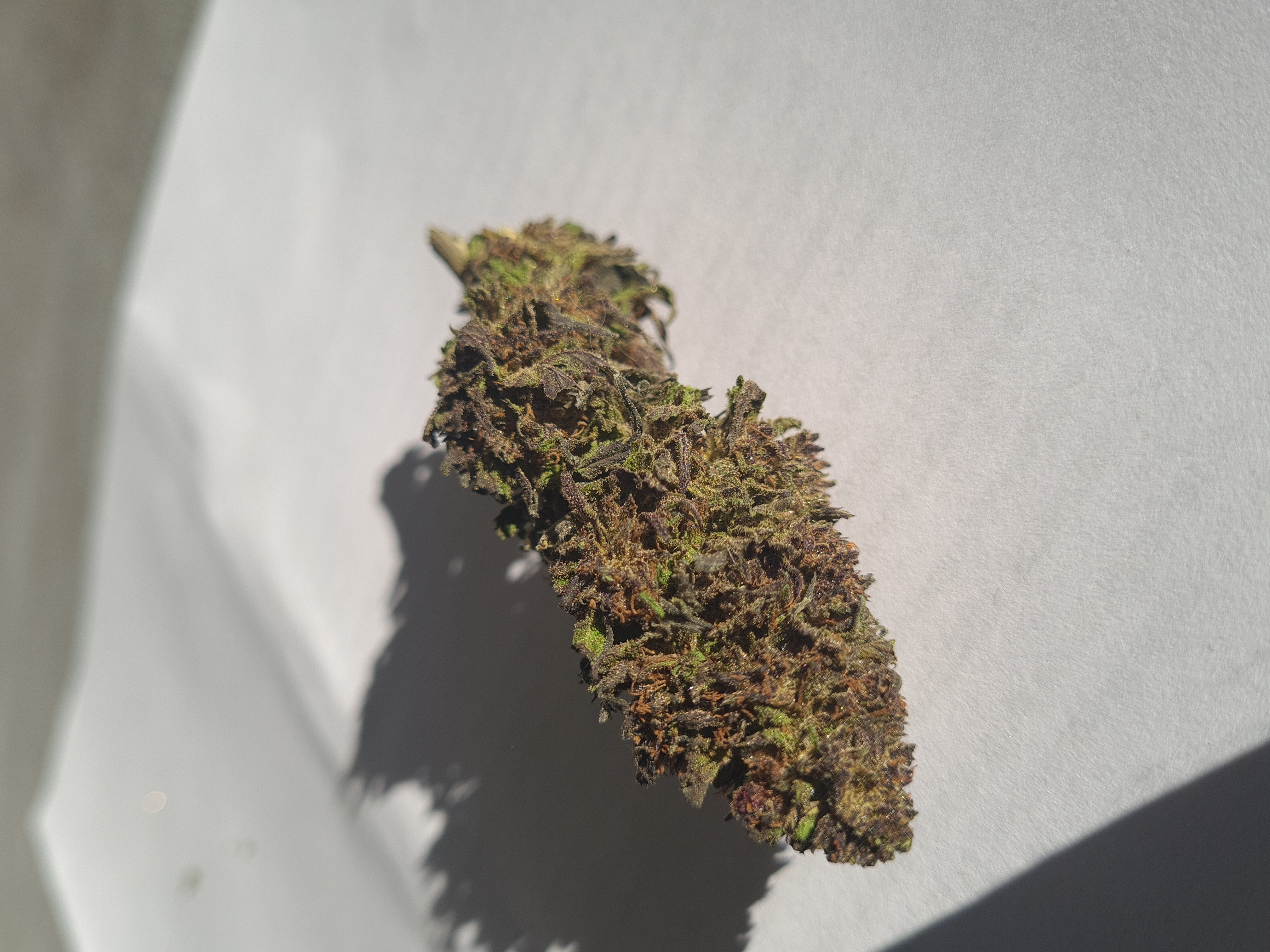 Susz CBD GCHemp