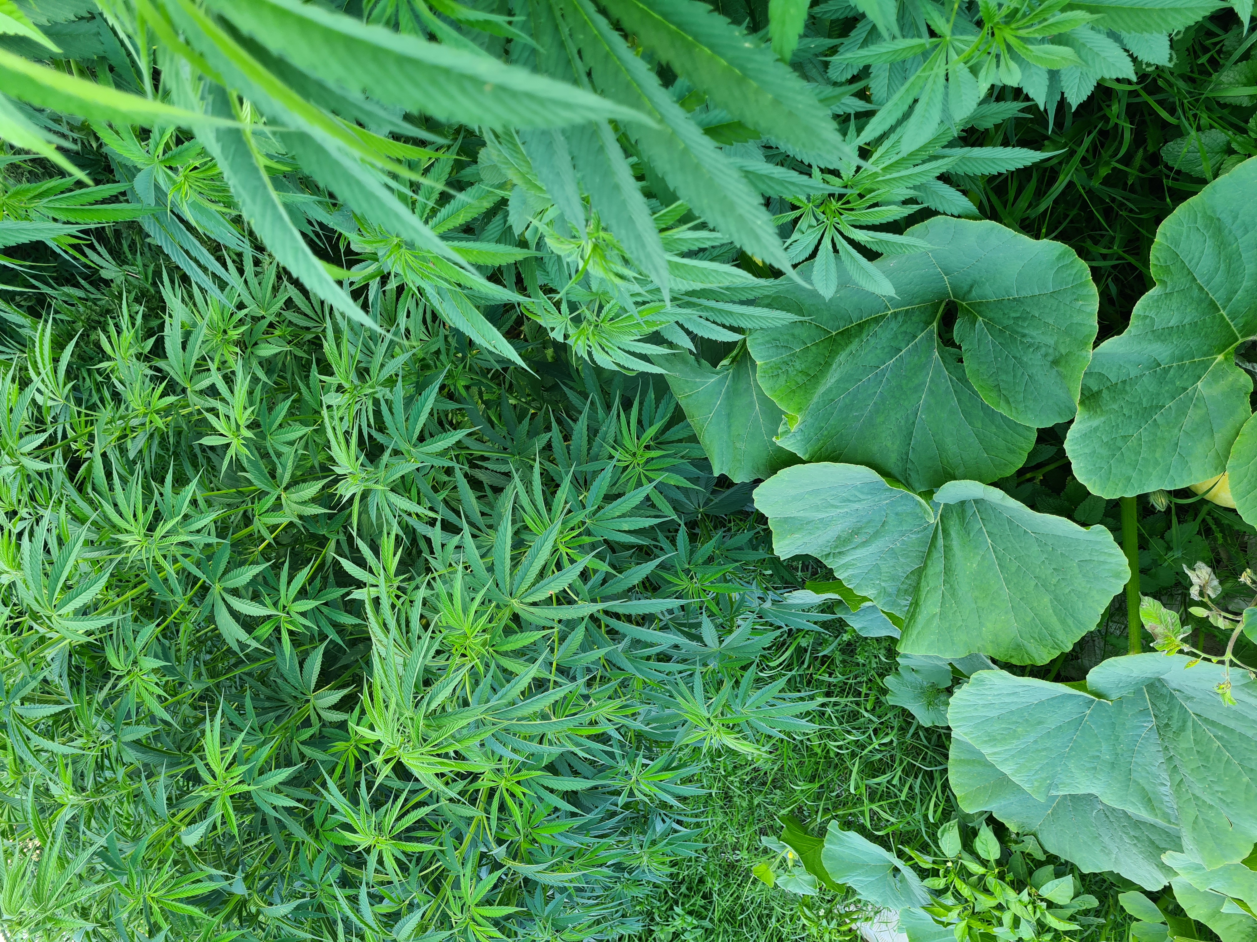 Ręczna selekcja suszu CBD