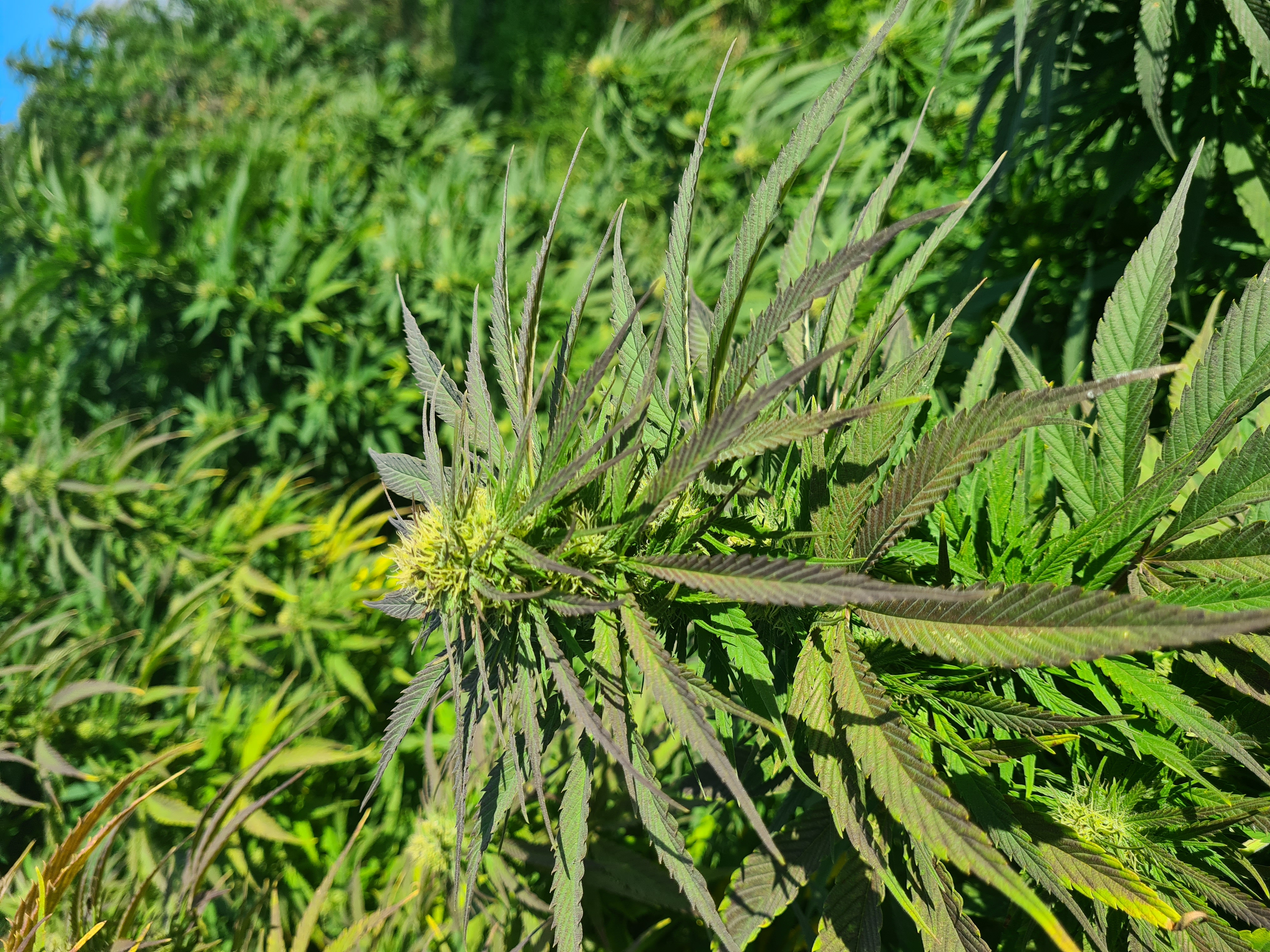 Kaszubskie pola konopi CBD